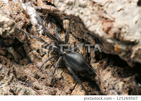 A black-brown spider hiding behind a rotten tree (spider, natural environment, strobe + macro close-up) A black-brown spider hiding behind a rotten tree (spider, natural environment, strobe + macro close-up) 125269507