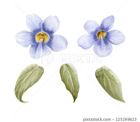 Blooming vine flowers with leaves watercolor illustration set isolated on white. Pastel purple Thunbergia plant tropical clipart. Violet floral nature hand drawn clipart of blue clockvine trumpet Blooming vine flowers with leaves watercolor illustration set isolated on white. Pastel purple Thunbergia plant tropical clipart. Violet floral nature hand drawn clipart of blue clockvine trumpet 125269623