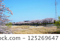 Cherry blossoms along the Sosha River 125269647