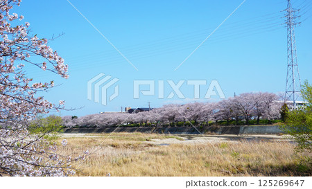 Cherry blossoms along the Sosha River Cherry blossoms along the Sosha River 125269647
