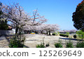 Cherry blossoms along the Sosha River 125269649