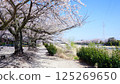 Cherry blossoms along the Sosha River 125269650