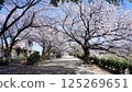 Cherry blossoms along the Sosha River 125269651