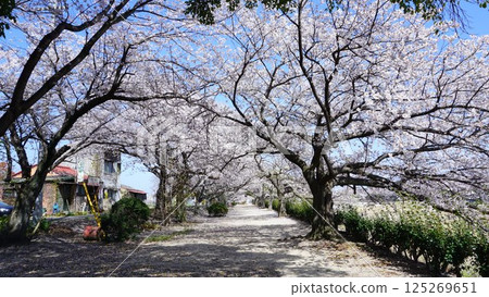 Cherry blossoms along the Sosha River Cherry blossoms along the Sosha River 125269651