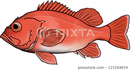 Illustration of a red spotted parrotfish (with outline) (before the oyster) 125269654