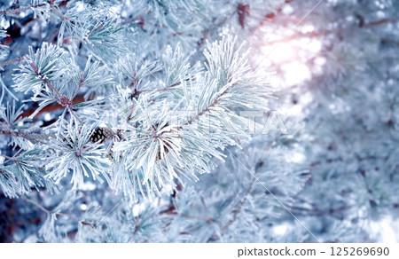 Horizontal Christmas background with branch of pine, covered with frost. Holiday xmas banner with frozen branches of fir tree. Photo toned in blue color 125269690