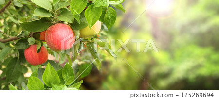 Horizontal banner with apple tree on morning sunny background. Ripe red apples hanging from a tree branch in an apple orchard. Apple hanging from a tree branch in organic farm. Copy space for text 125269694