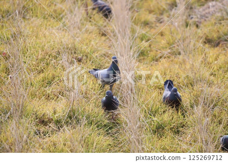 Pigeons feeding in the rice fields 125269712
