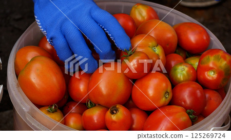 A farmer's hand puts freshly picked red tomatoes in a plastic bucket. 125269724