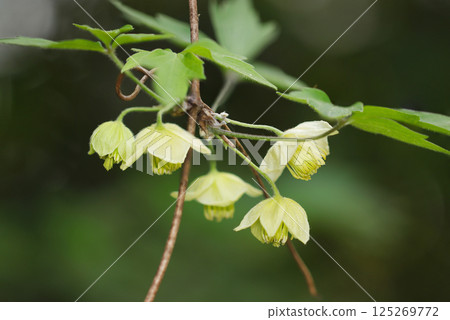 冬季盛開的鐵線蓮純黃綠色花朵（自然光+閃光燈微距特寫） 125269772