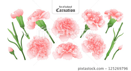 Set of isolated carnation. Cute flower illustration in hand drawn style. Vivid pastel pink color tone on a transparent background. 125269796