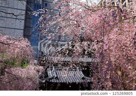 Cherry blossom 125269805