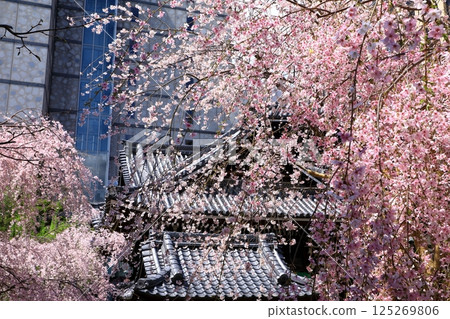 Cherry blossom 125269806
