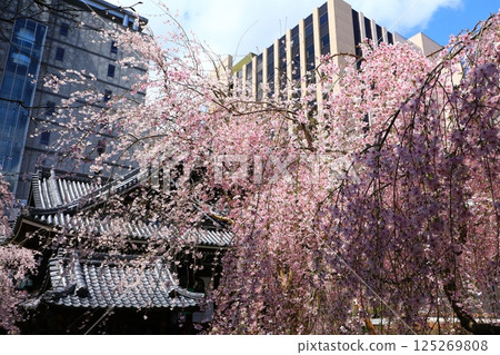 Cherry blossom 125269808