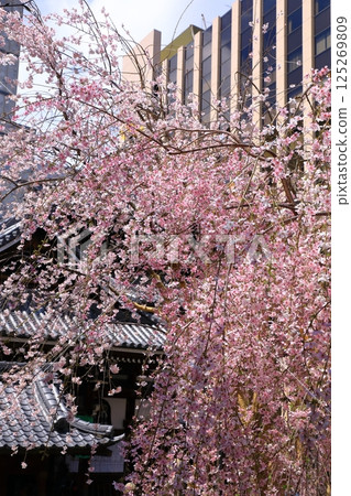 Cherry blossom 125269809