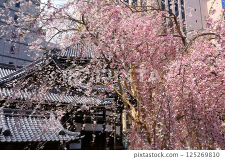 Cherry blossom 125269810
