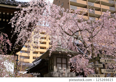 Cherry blossom Cherry blossom 125269815