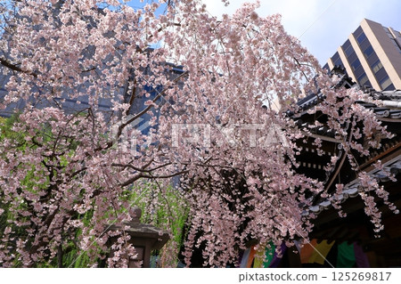 Cherry blossom Cherry blossom 125269817