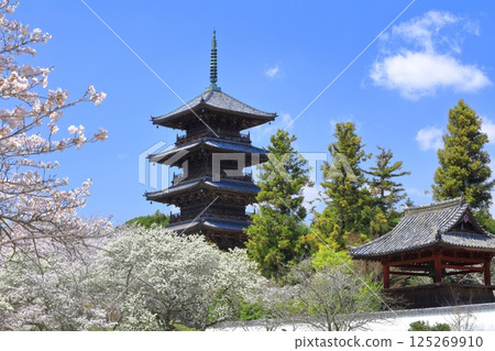 【岡山縣】櫻花盛開與備中國分寺（吉備路）五重塔 125269910