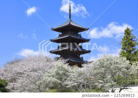 【岡山縣】櫻花盛開與備中國分寺(吉備路)五重塔 【岡山縣】櫻花盛開與備中國分寺(吉備路)五重塔 125269913