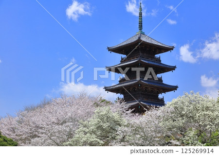 [Okayama Prefecture] Cherry blossoms in full bloom and the five-story pagoda of Bitchukokubunji Temple (Kibiji) 125269914