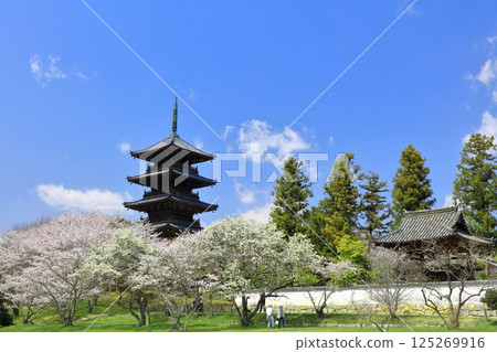 【岡山縣】櫻花盛開與備中國分寺(吉備路)五重塔 【岡山縣】櫻花盛開與備中國分寺(吉備路)五重塔 125269916