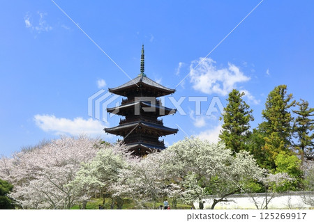 [Okayama Prefecture] Cherry blossoms in full bloom and the five-story pagoda of Bitchukokubunji Temple (Kibiji) 125269917