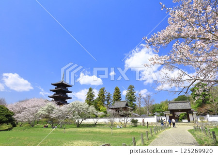 [Okayama Prefecture] Cherry blossoms in full bloom and the five-story pagoda of Bitchukokubunji Temple (Kibiji) 125269920