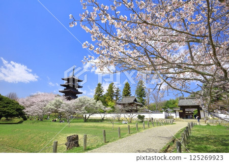 【岡山縣】櫻花盛開與備中國分寺(吉備路)五重塔 【岡山縣】櫻花盛開與備中國分寺(吉備路)五重塔 125269923