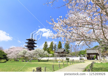 【岡山縣】櫻花盛開與備中國分寺(吉備路)五重塔 【岡山縣】櫻花盛開與備中國分寺(吉備路)五重塔 125269926