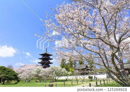 【岡山縣】櫻花盛開與備中國分寺(吉備路)五重塔 【岡山縣】櫻花盛開與備中國分寺(吉備路)五重塔 125269928
