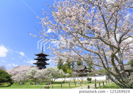 【岡山縣】櫻花盛開與備中國分寺（吉備路）五重塔 125269929
