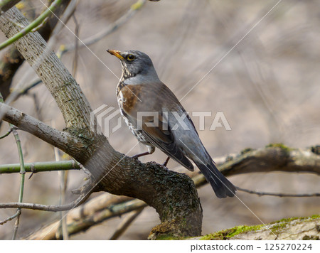 Fieldfare, lat. Turdus pilaris, is sitting on tree branch. The fieldfare or Turdus pilaris is a member of the thrush family Turdidae 125270224
