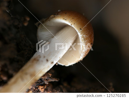 Humid spring woodland, immature Pleurotus gracilis mushrooms under a fallen tree (close-up of the underside of the mushroom cap, natural strobe + macro close-up) Humid spring woodland, immature Pleurotus gracilis mushrooms under a fallen tree (close-up of the underside of the mushroom cap, natural strobe + macro close-up) 125270285