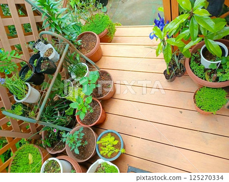 春季盆栽 125270334