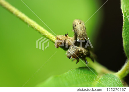 A moth larva of the Geometridae subfamily mimicking a branch moving along a stem against a green background of young leaves (natural light + strobe macro close-up) 125270367