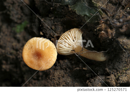 生長在潮濕苔蘚環境中的橙色小風信子蘑菇的正面和背面圖像(微距閃光攝影) 生長在潮濕苔蘚環境中的橙色小風信子蘑菇的正面和背面圖像(微距閃光攝影) 125270571