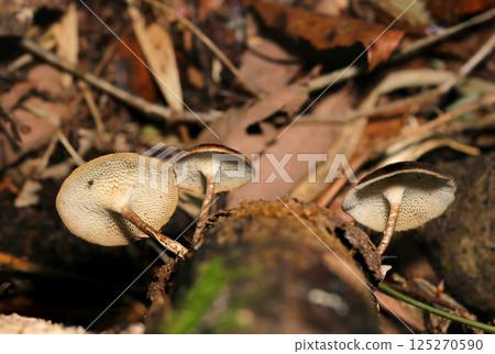 Amisugitake mushroom grows in a damp forest in spring. The mesh pattern and stem on the back and underside (Natural Environment Division, strobe macro photography) Amisugitake mushroom grows in a damp forest in spring. The mesh pattern and stem on the back and underside (Natural Environment Division, strobe macro photography) 125270590