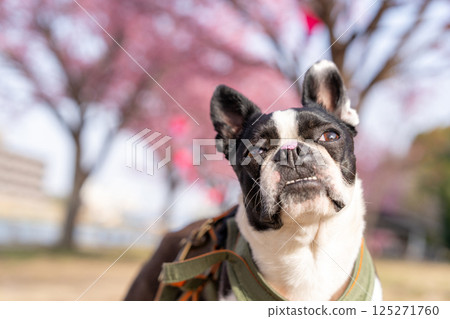 [春天] 鼻子上有櫻花花瓣的波士頓梗犬 [櫻花] 125271760