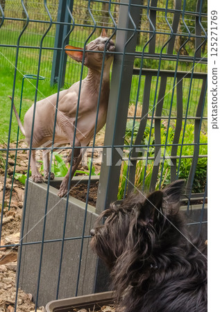 Sphynx cat and black dog interacting through garden fence. High quality photo 125271769