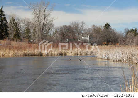 ducks on a spring river on a sunny day 125271935