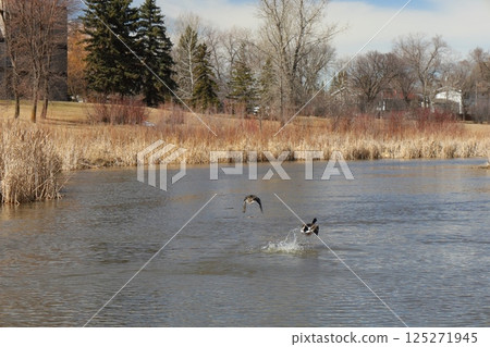 ducks on a spring river on a sunny day ducks on a spring river on a sunny day 125271945