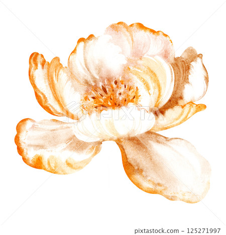 Watercolor illustration of a delicate bud peony flower in bloom. Hand-drawn floral design with soft petals and bright colors. Perfect for wedding invitations, birthday cards, or summer decor. 125271997