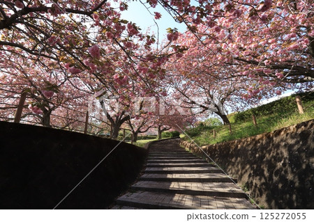 Peony cherry blossoms at Hitachi Fudoki Hill 125272055