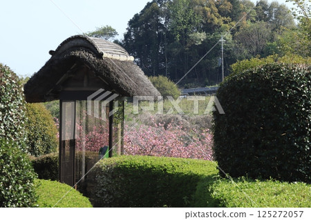 Peony cherry blossoms at Hitachi Fudoki Hill 125272057