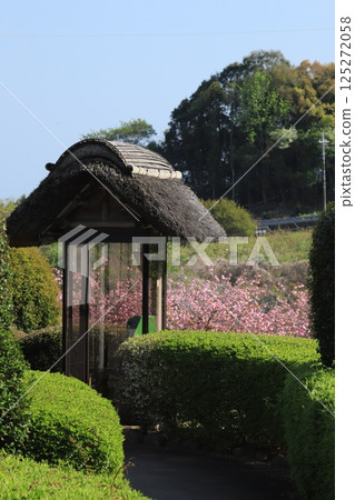 Peony cherry blossoms at Hitachi Fudoki Hill 125272058