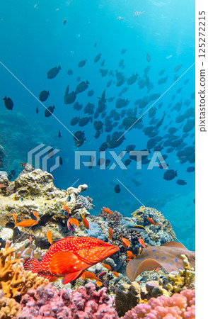Underwater Tropical Corals Reef with colorful sea fish. Marine life sea world. Tropical colourful underwater seascape. 125272215