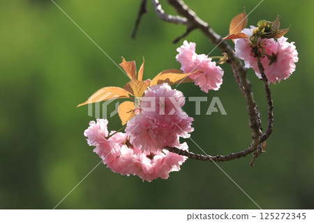 Hitachi Fudoki Hill Peony Cherry Blossoms 125272345