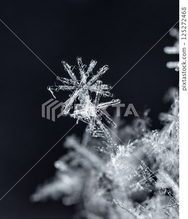 snowflakes, winter card, crystals of snow snowflakes, winter card, crystals of snow 125272468