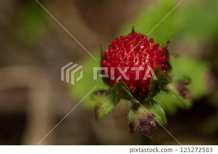 蛇草莓 125272583